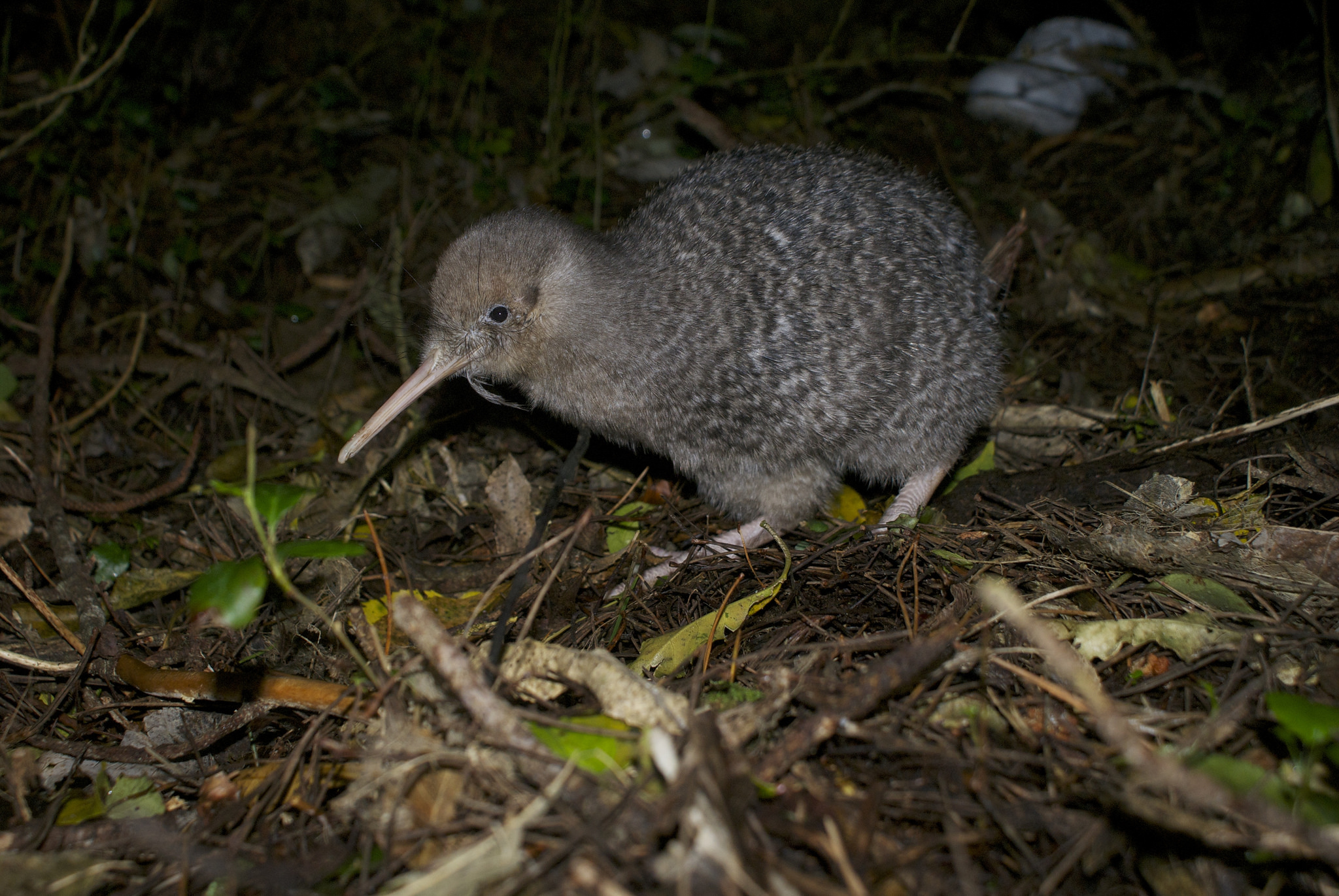 How NZ birds lost flight – Expert Reaction