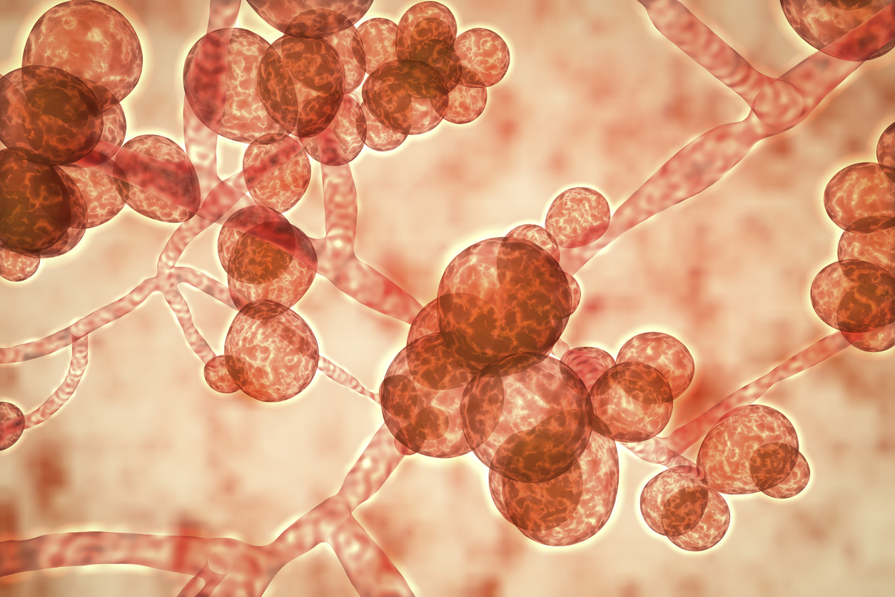Drug-resistant Candida auris – Expert Reaction