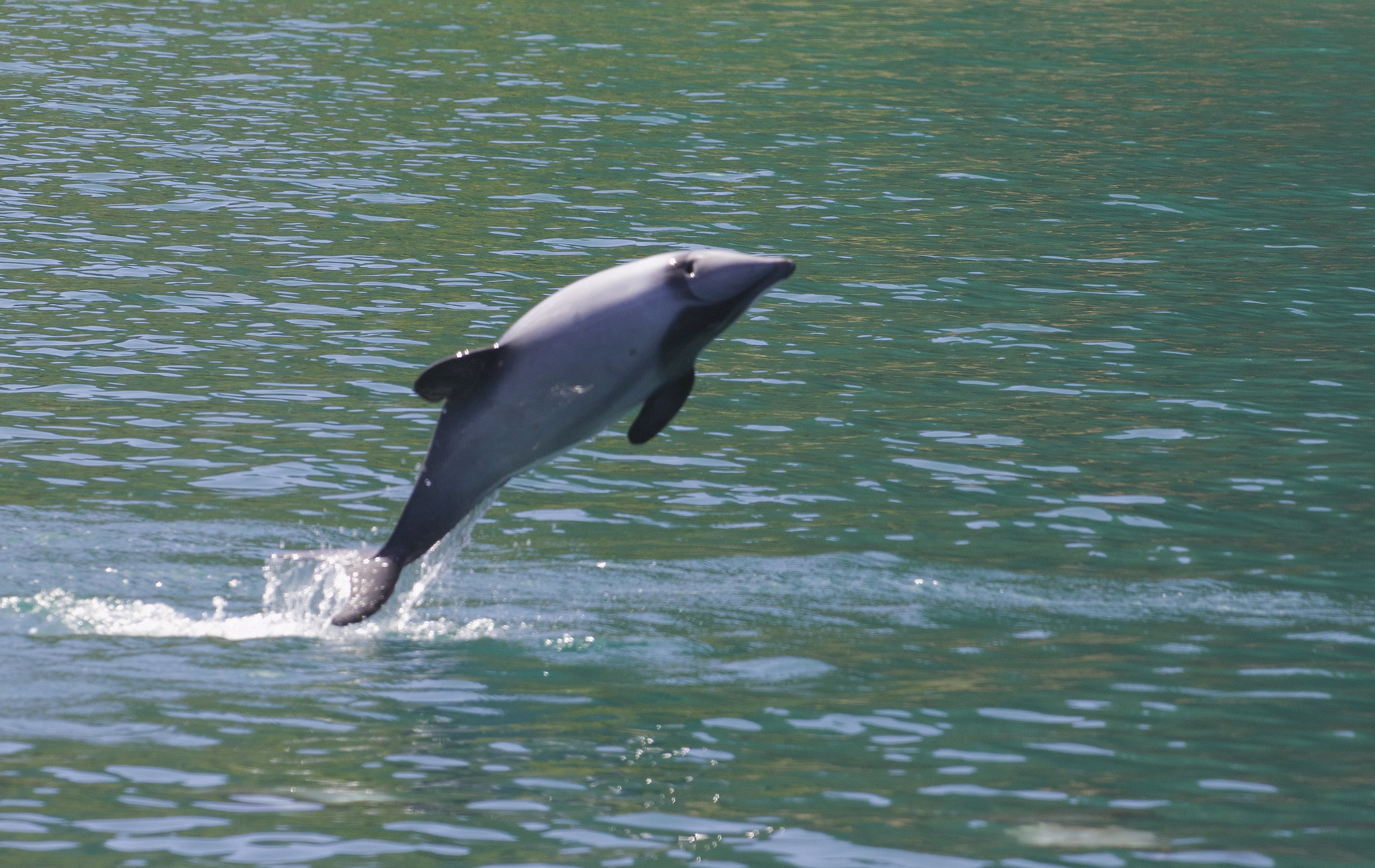 Dolphin protection plan – Expert Reaction