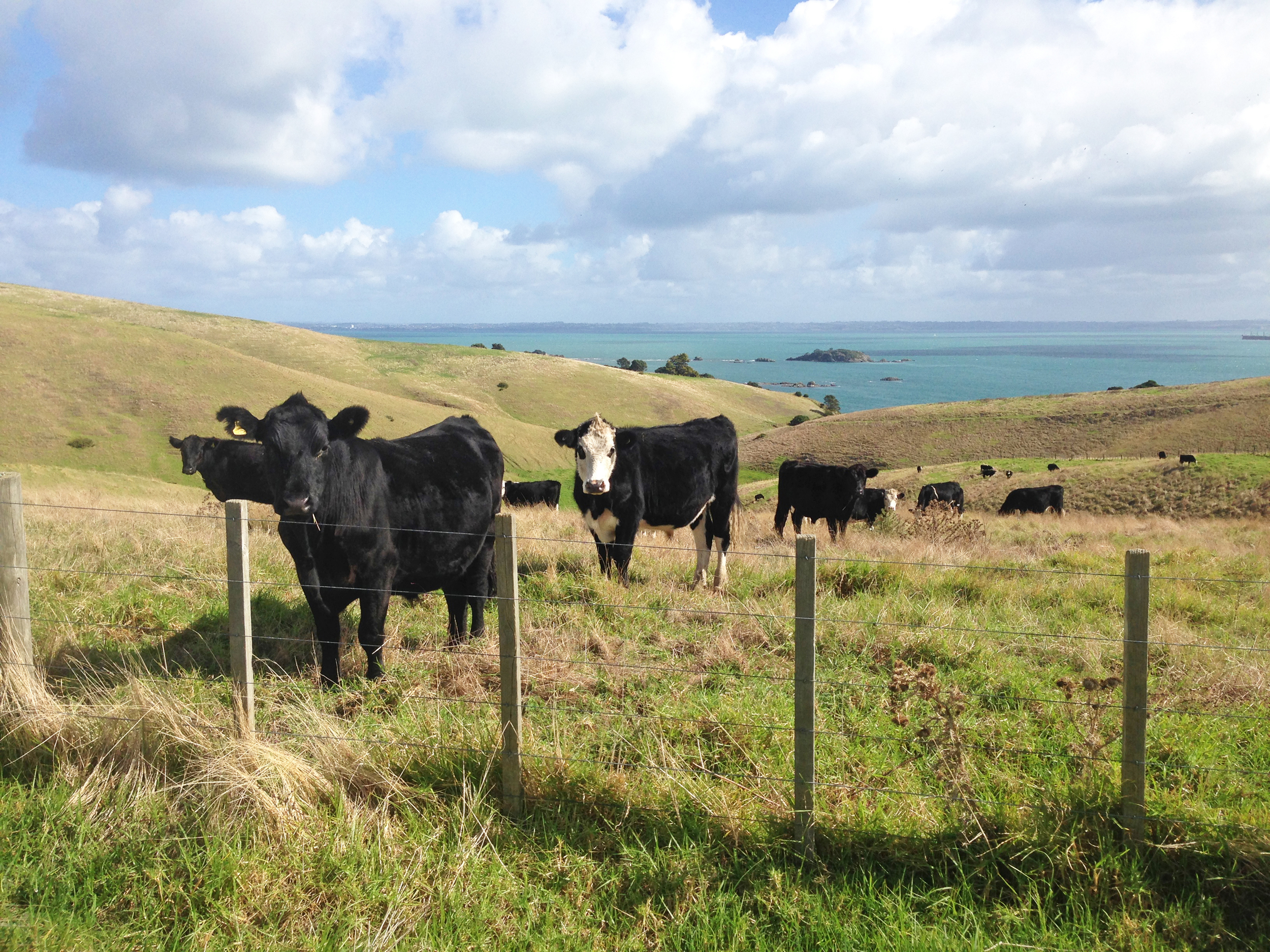 Agricultural emissions agreement – Expert Reaction