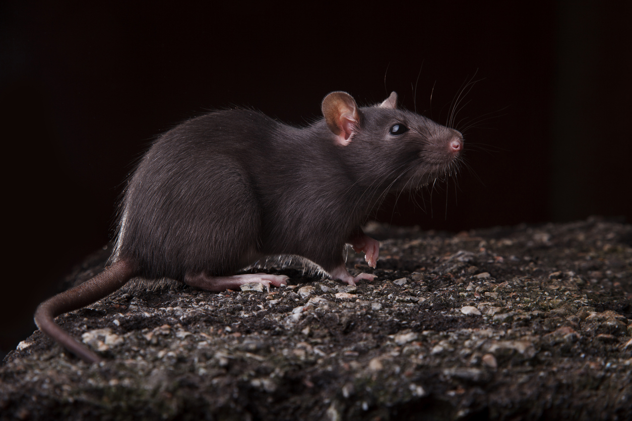 Rat toxicology reports – Expert Reaction