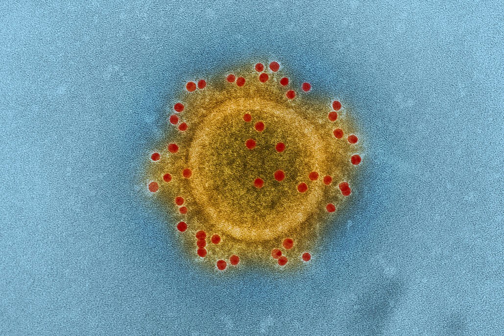 Novel coronavirus origins and wider impacts – Expert Reaction