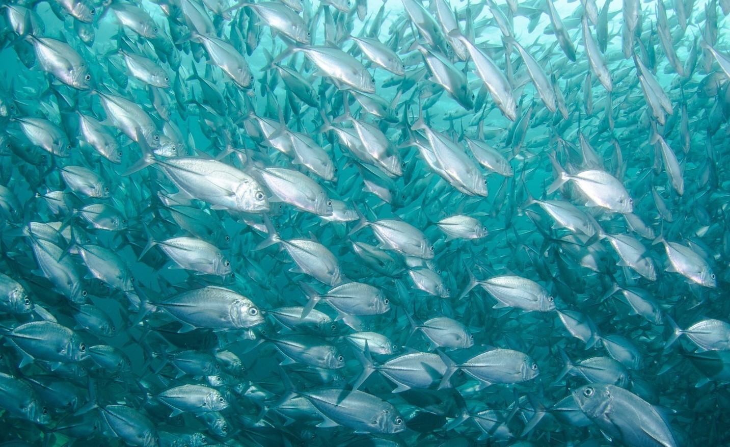 Fisheries management helps prevent overfishing – Expert Reaction