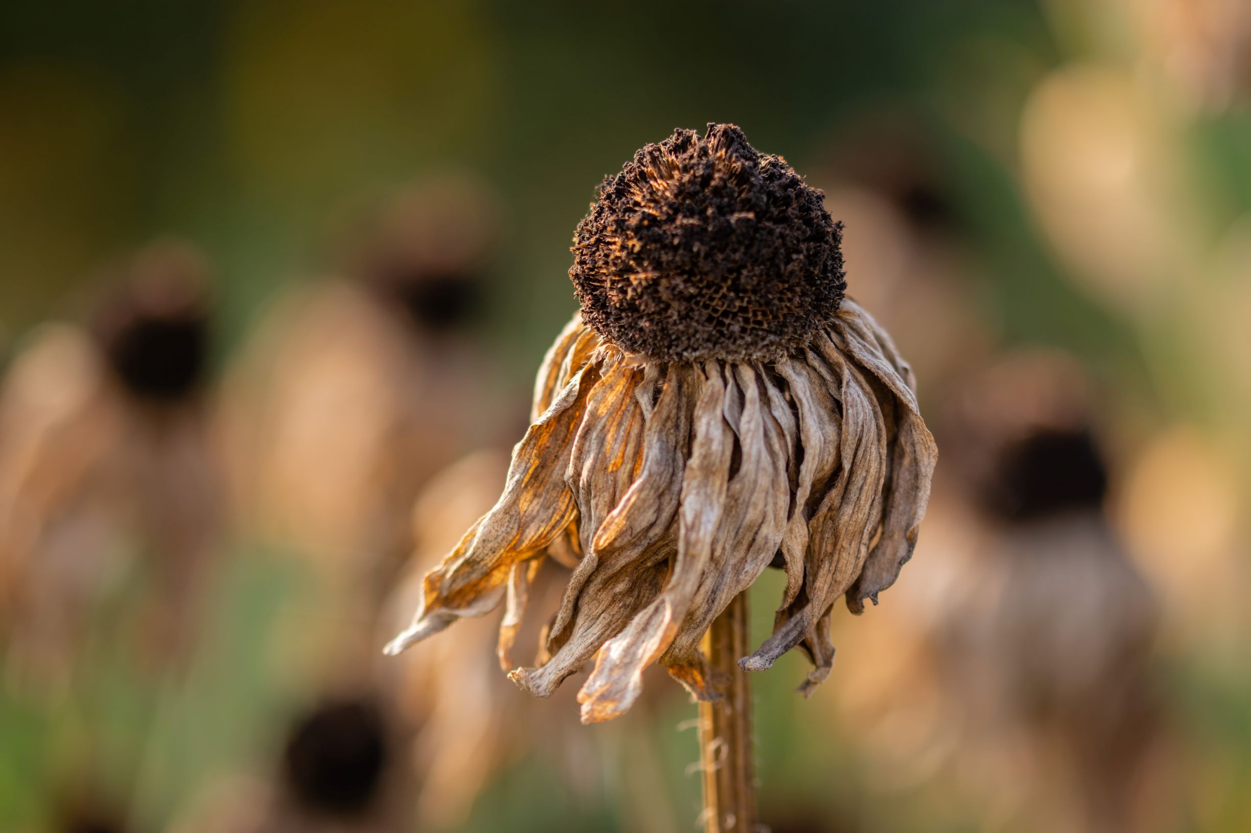 Record dry spells and effects on forests – Expert Reaction