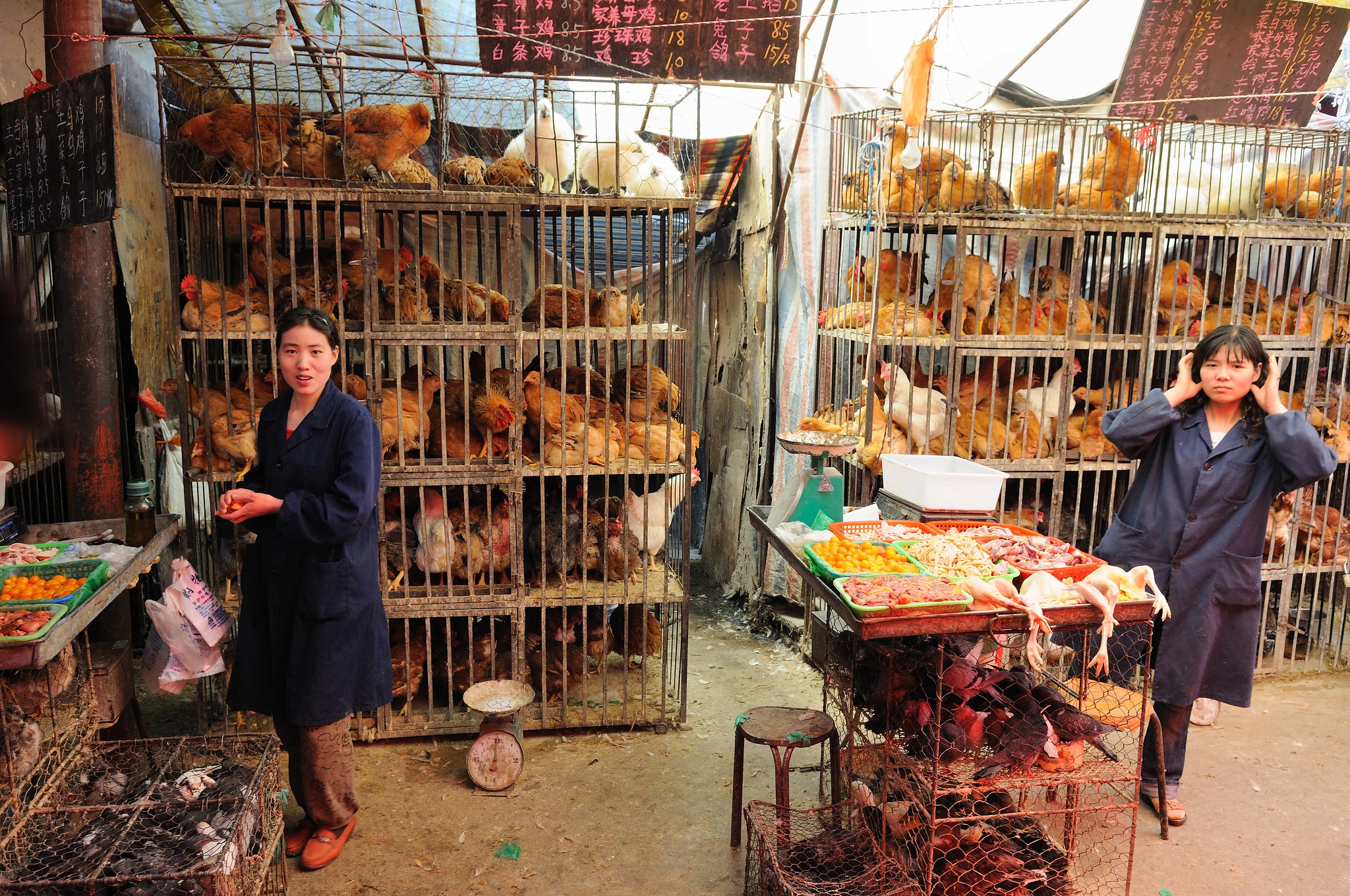 Bird flu spreads via live markets – Expert Reaction