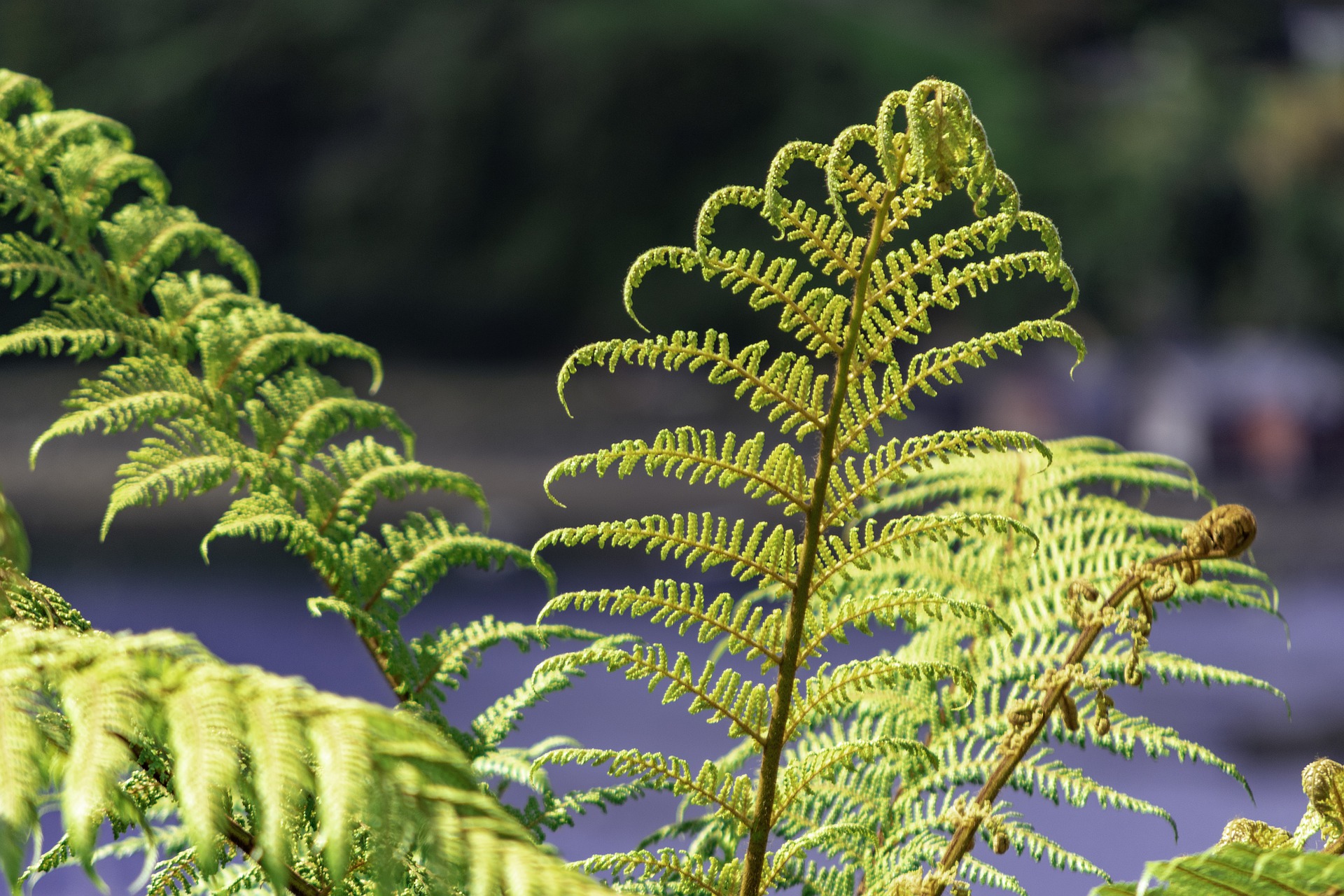 Estimating COVID-19’s impact on Māori and Pasifika – Expert Briefing