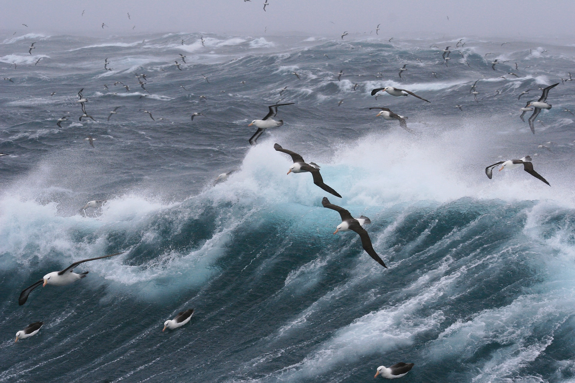 Protecting globe-trotting seabirds – Expert Reaction