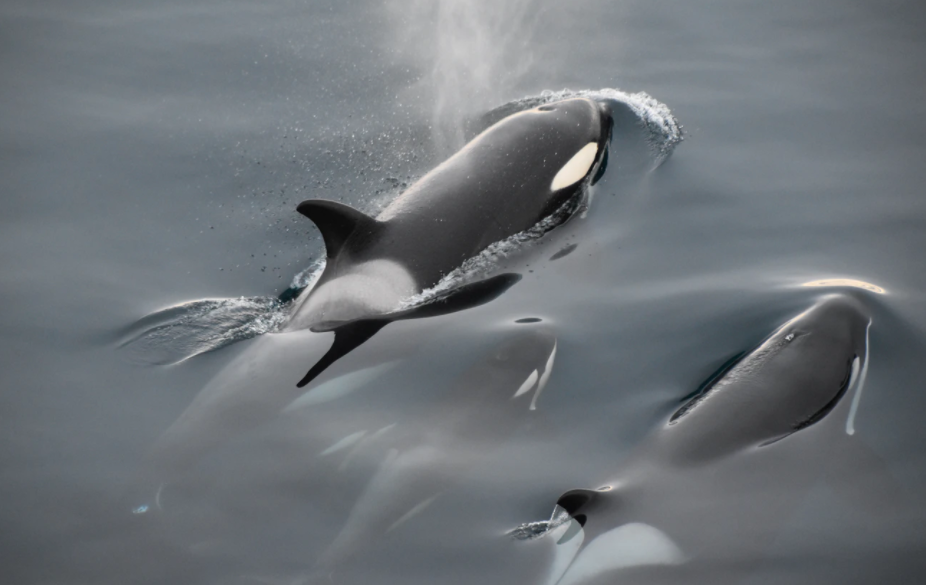 The ethics of caring for the orca Toa – Expert Reaction