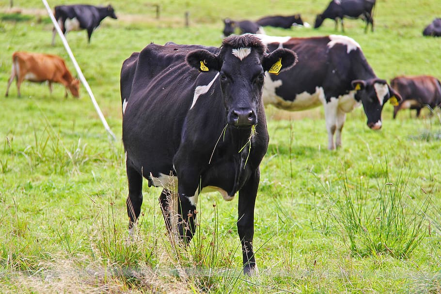 Controlling M. bovis in NZ, four years on – Expert Reaction
