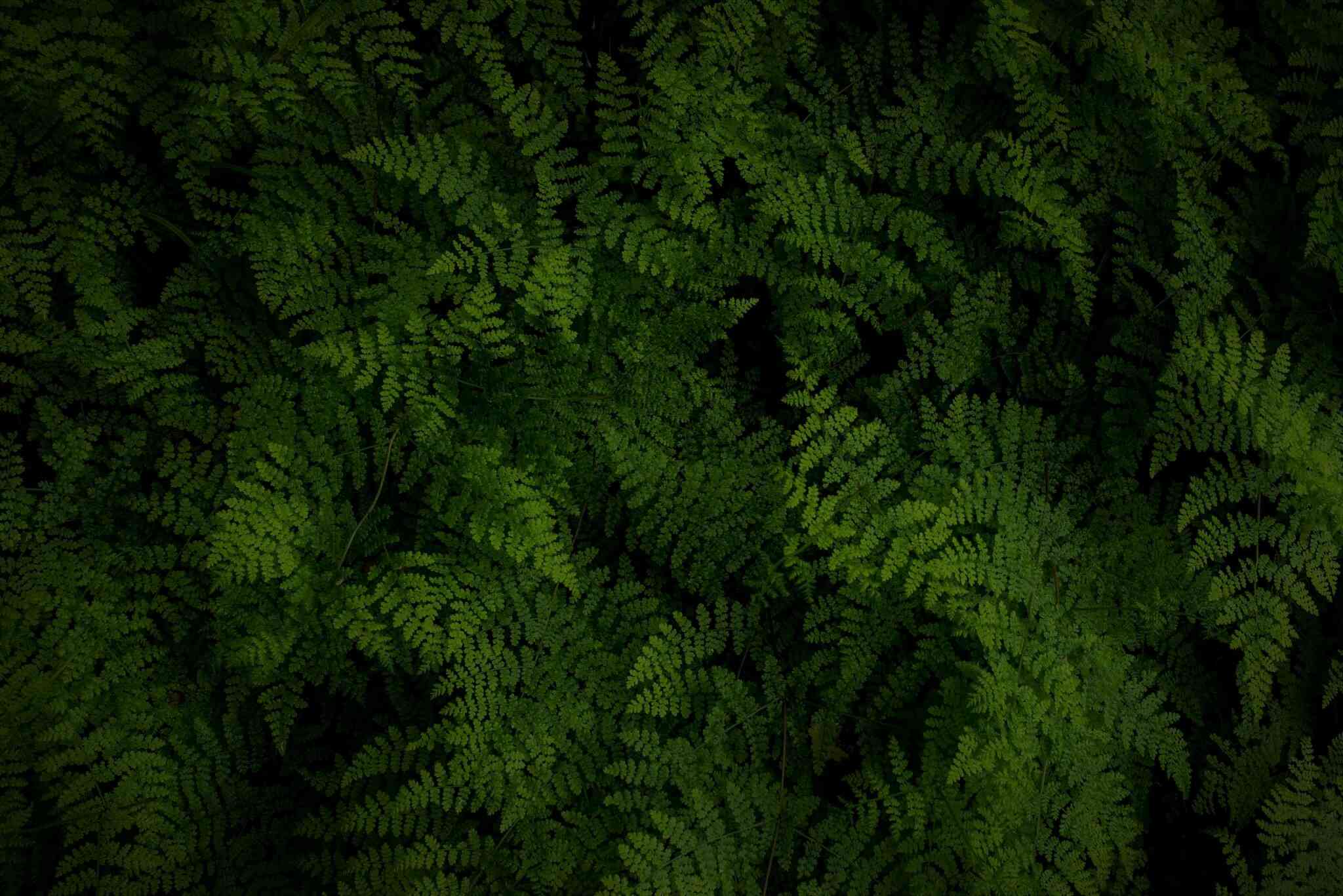 Green ferns discount