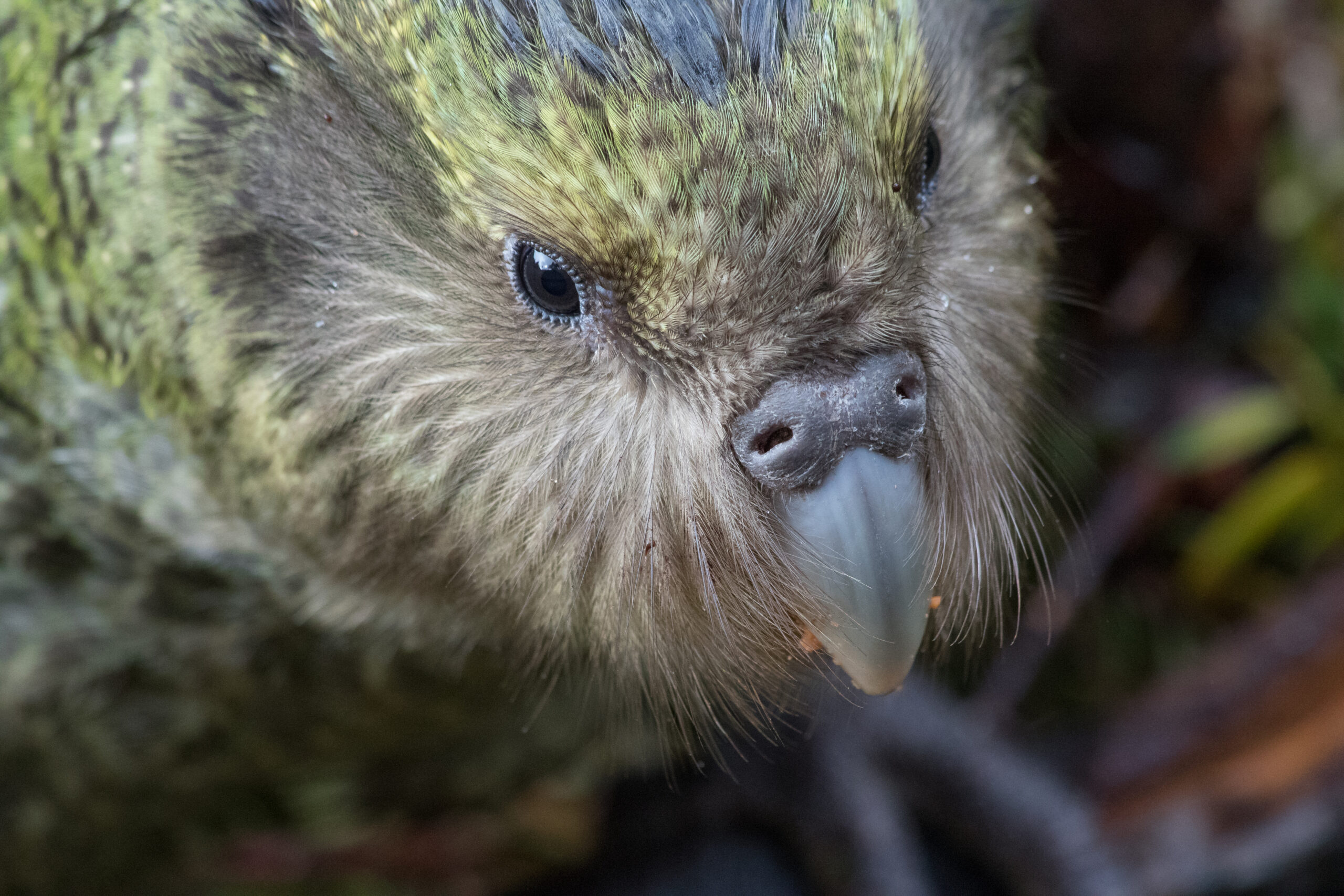 Kākāpō in good genetic health despite inbreeding – Expert Reaction