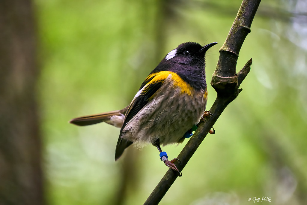 Wild animals may adapt faster than thought, but bad news for hihi – Expert Reaction