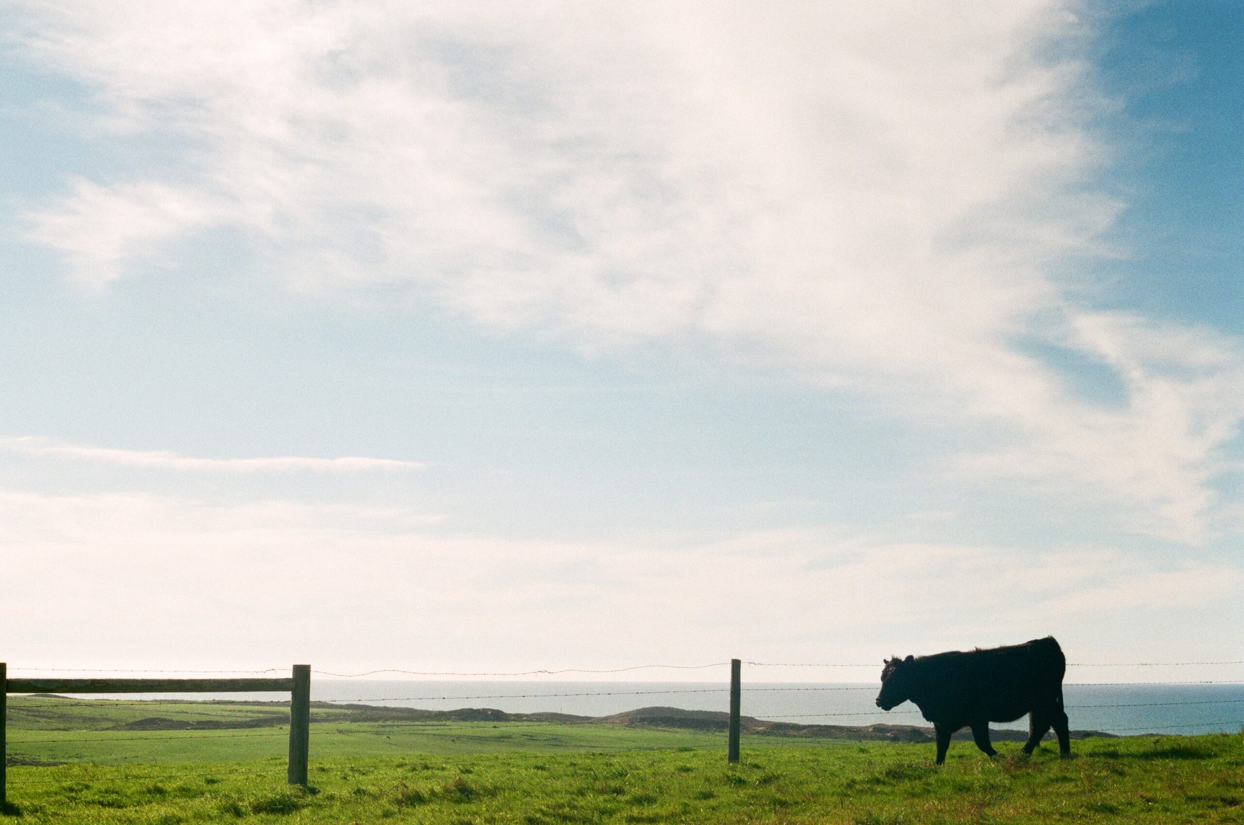 Mycoplasma bovis nearly eradicated – Expert Reaction