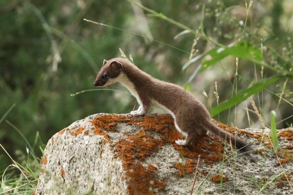 NZ tops world for island pest eradication – Expert Reaction