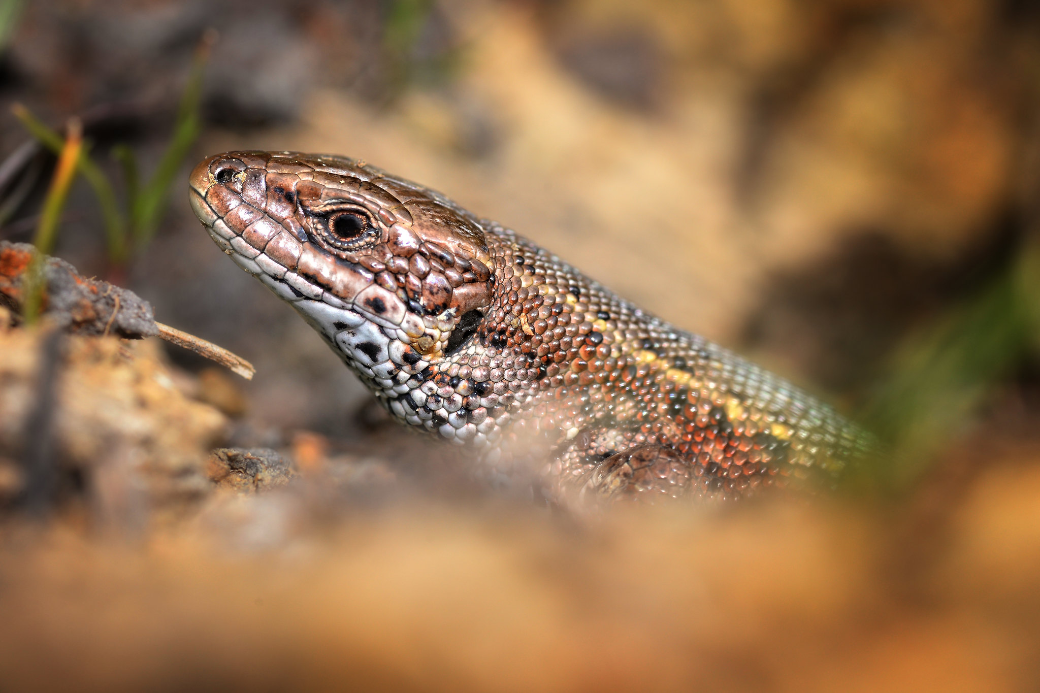 Could native lizards be born “old” as the climate warms? – Expert Reaction