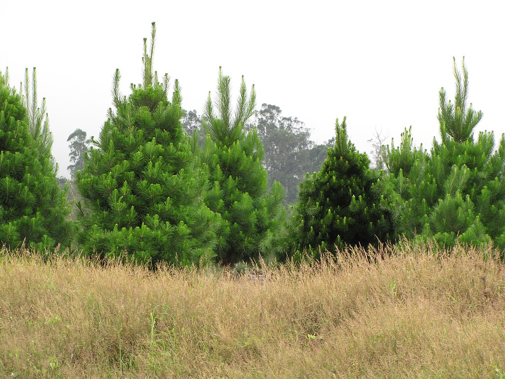 A “pervasive and ongoing invasion” of radiata pine – Expert Reaction