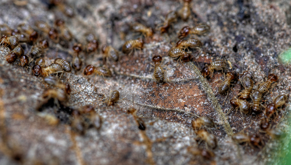 Climate change could widen termite habitats – Expert Reaction