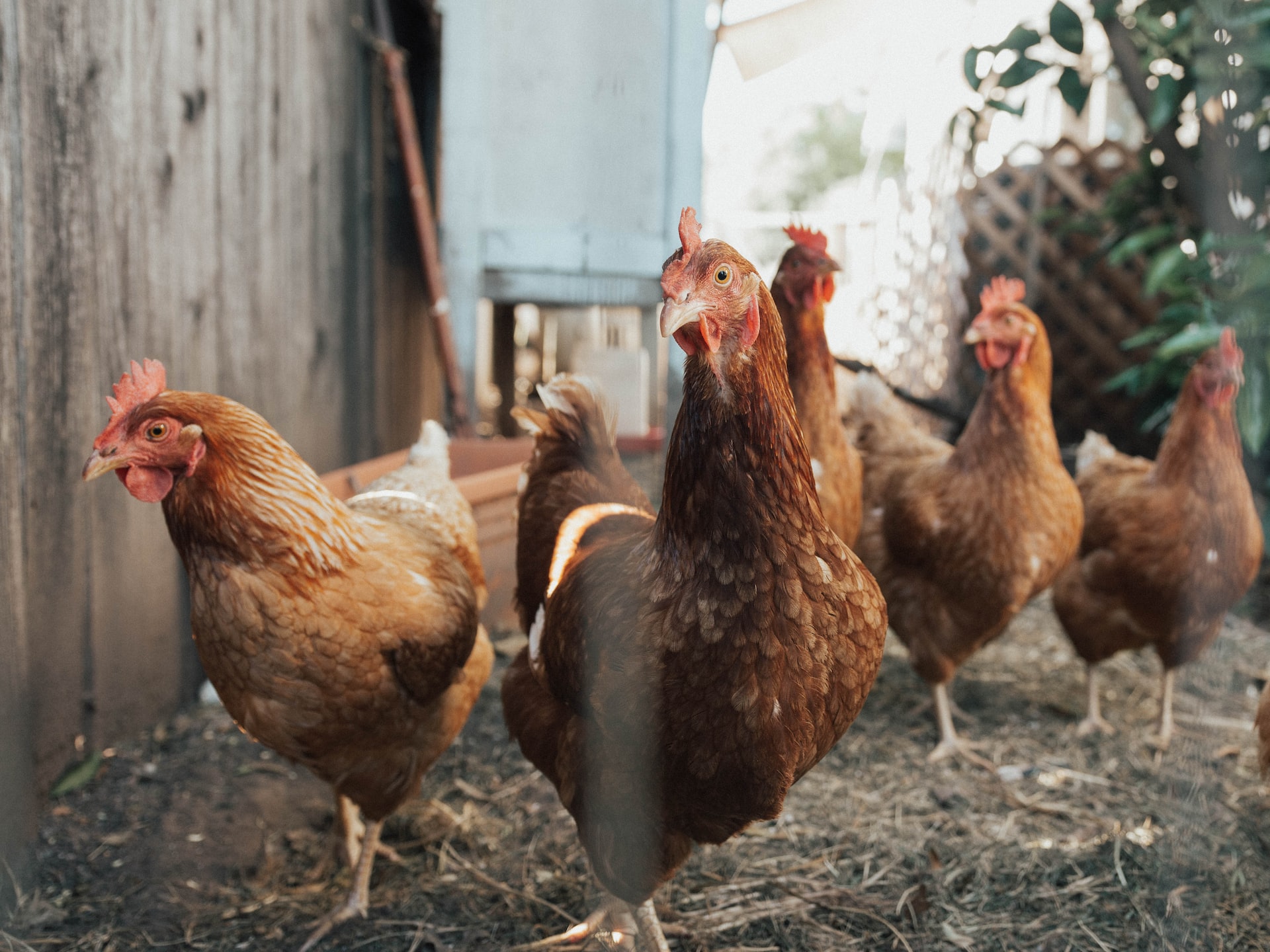 Is avian influenza a threat to Aotearoa? – Expert Reaction