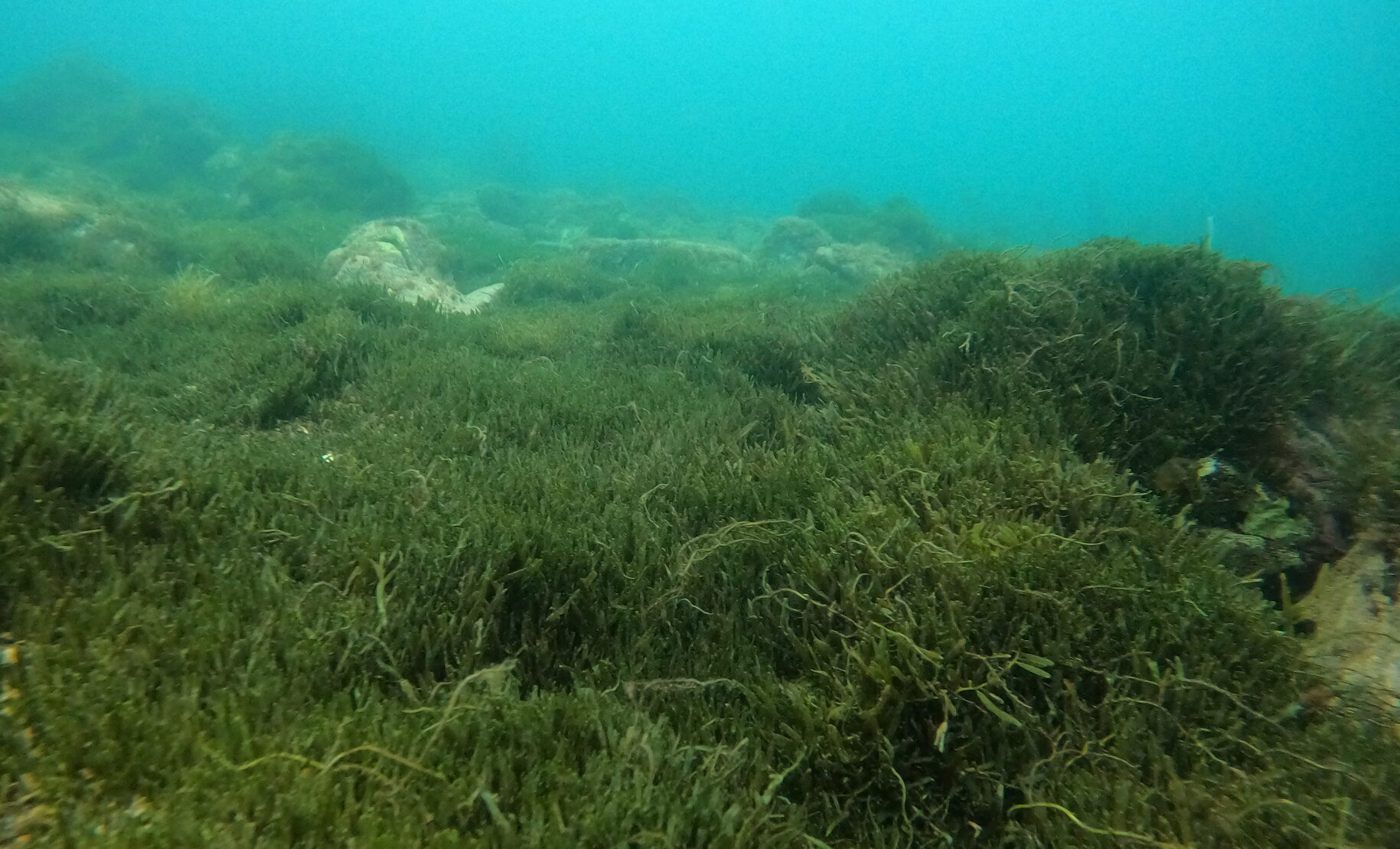 Caulerpa brachypus seaweed mats cover a patch of seafloor in Auckland