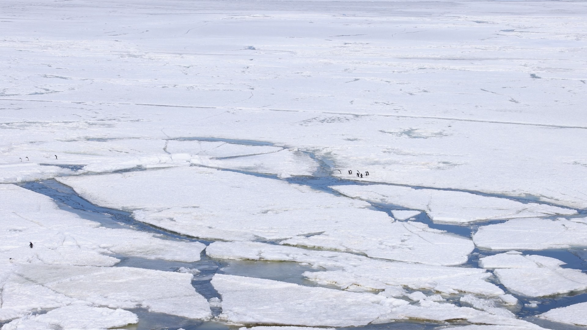 NZ scientists sound alarm over Antarctic sea ice lows – SMC Briefing