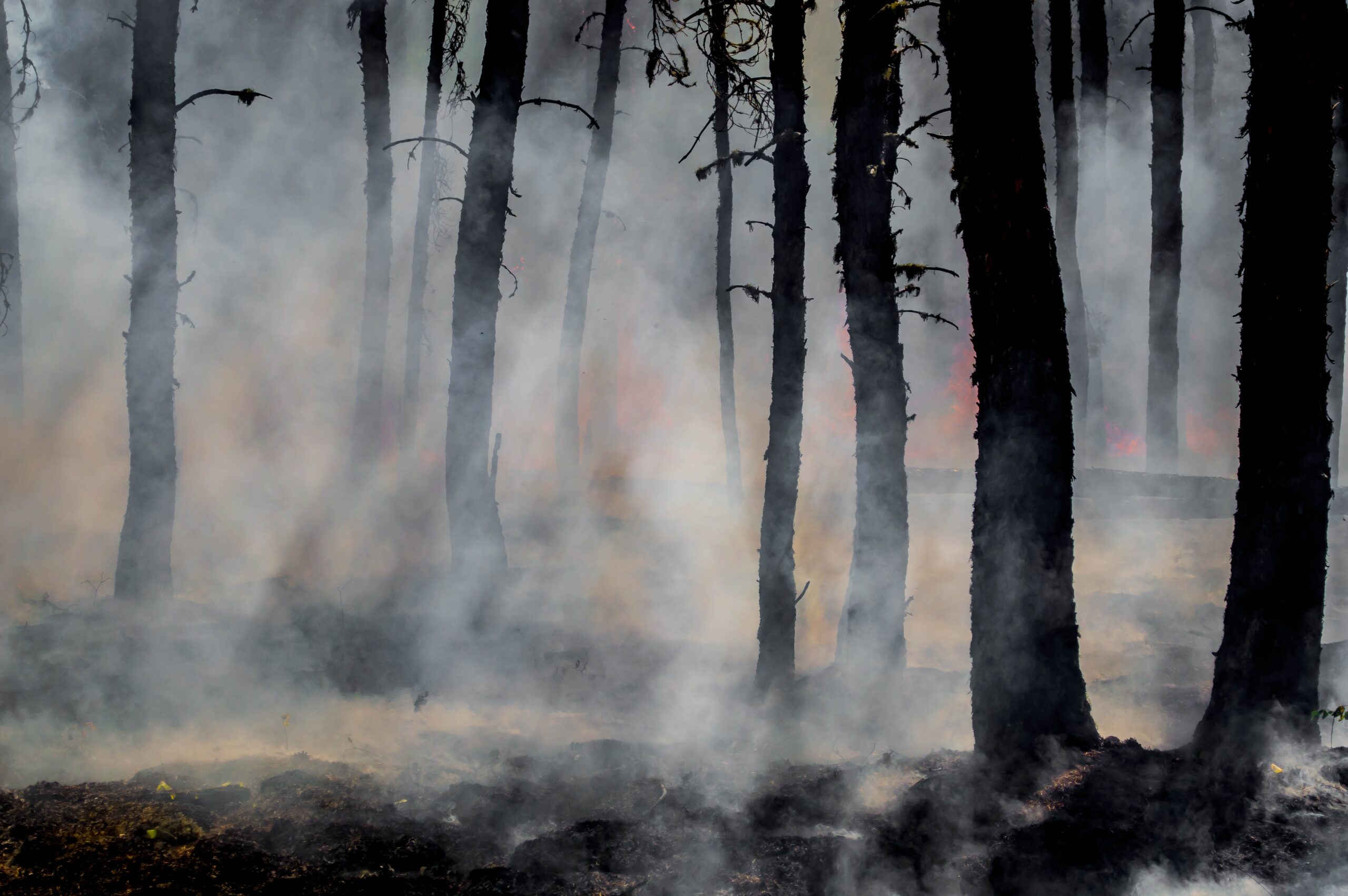 Wildfire risk in El Niño – Expert Reaction