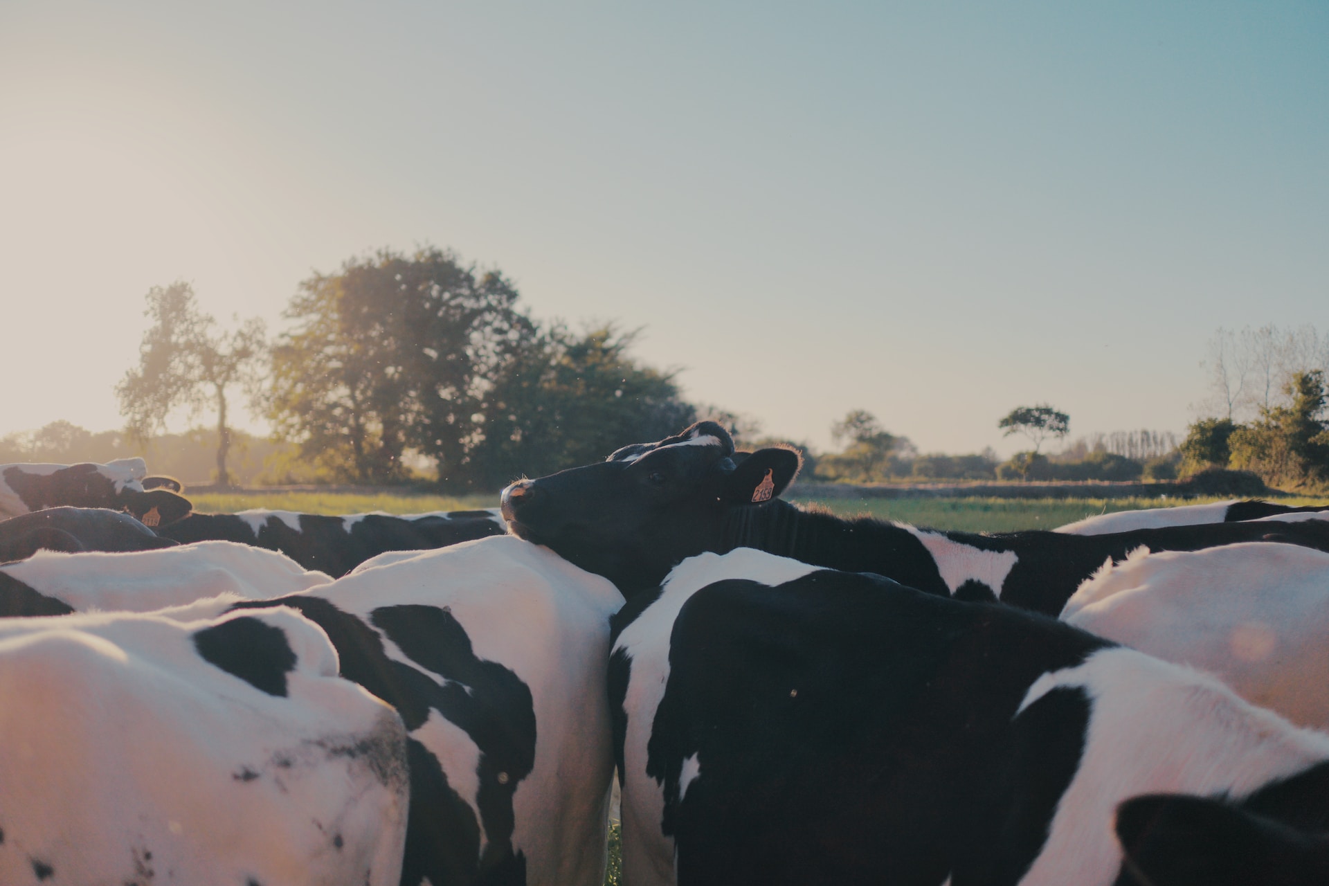 Fonterra sets on-farm emissions targets – Expert Reaction