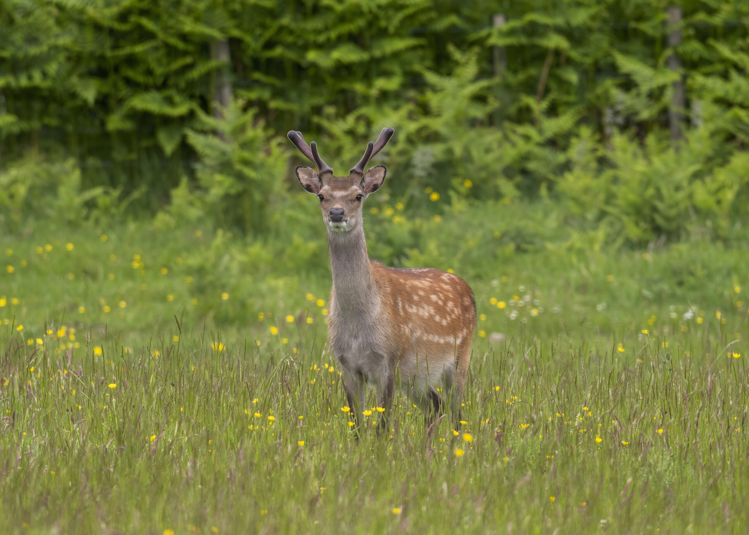 Sport hunting deer doesn’t help restore forest regeneration – Expert Reaction