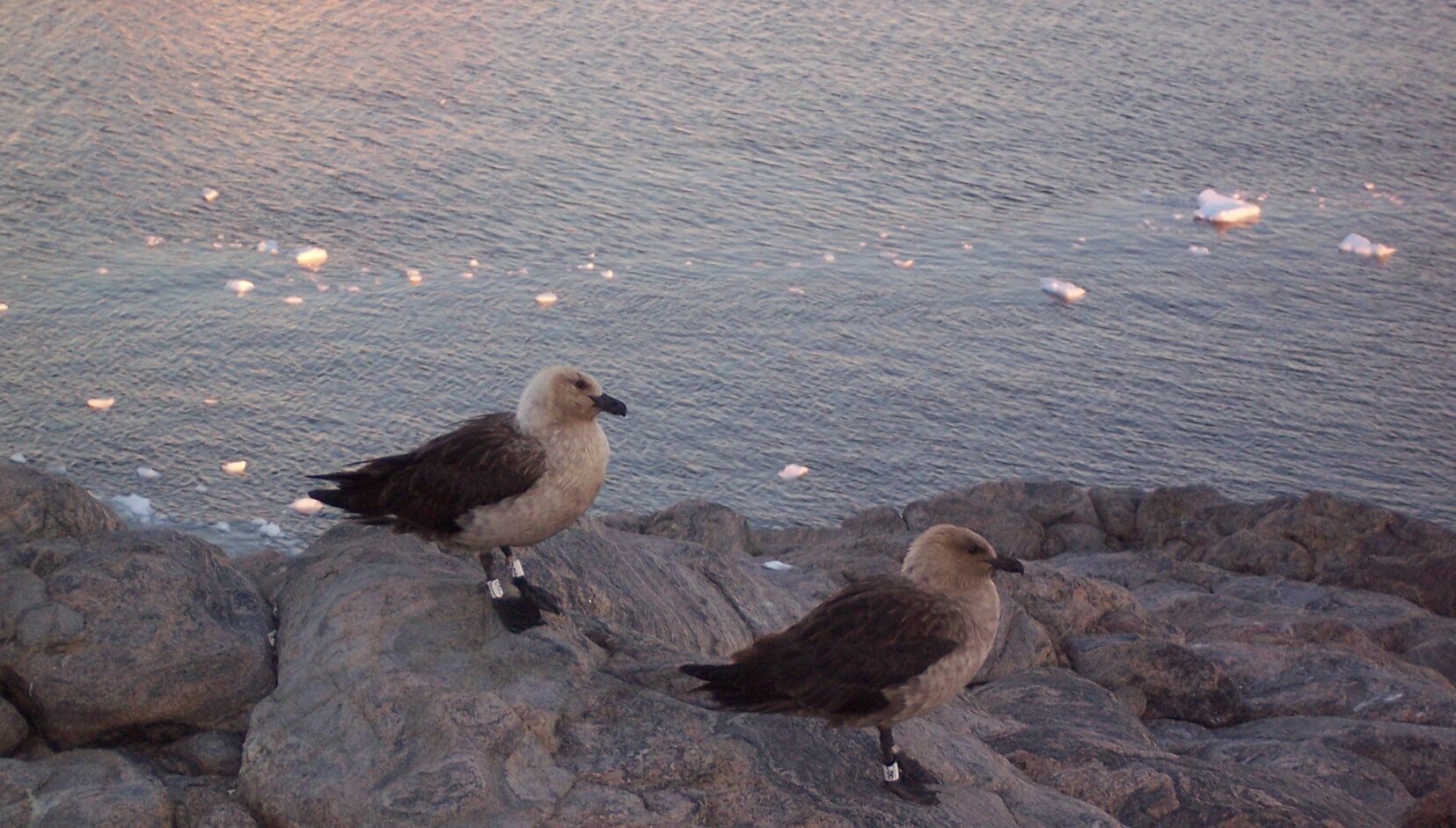 Bird flu arrives in mainland Antarctica – Expert Reaction