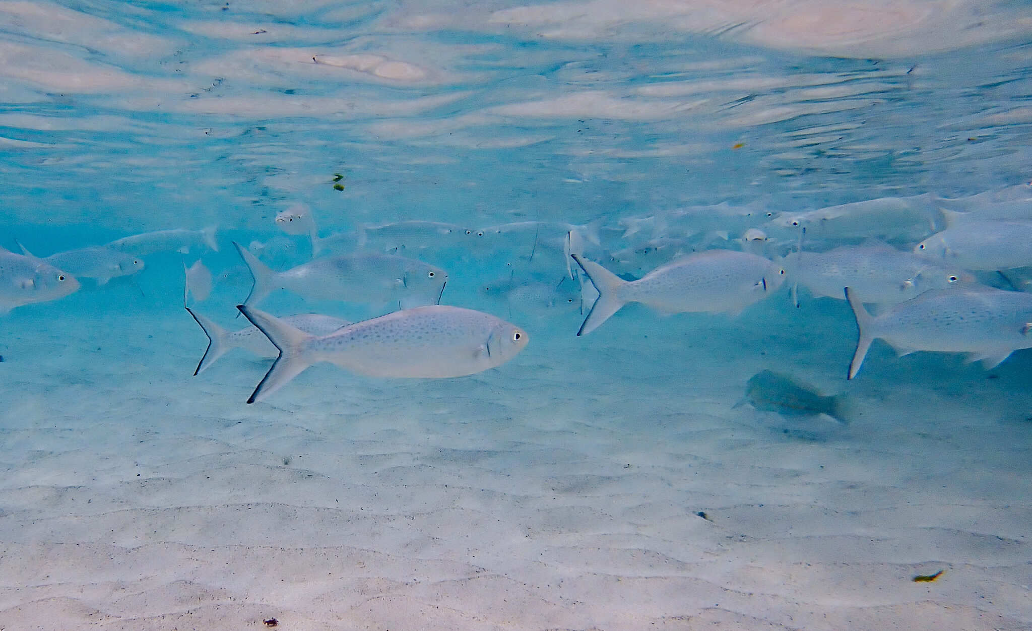 Kermadec Ocean Sanctuary plans scrapped  – Expert Reaction