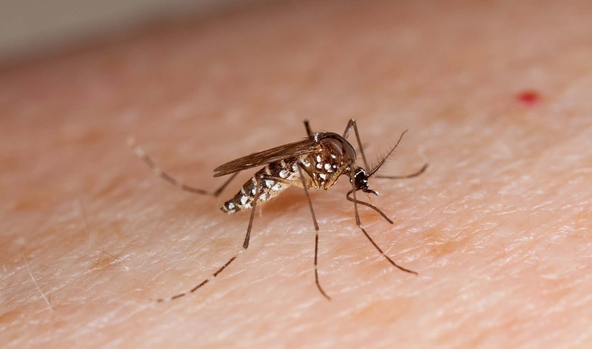 Samoa’s dengue outbreak – Expert Reaction