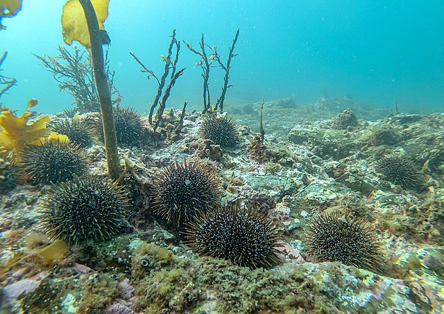 Kina choking Northland reefs – Expert Reaction