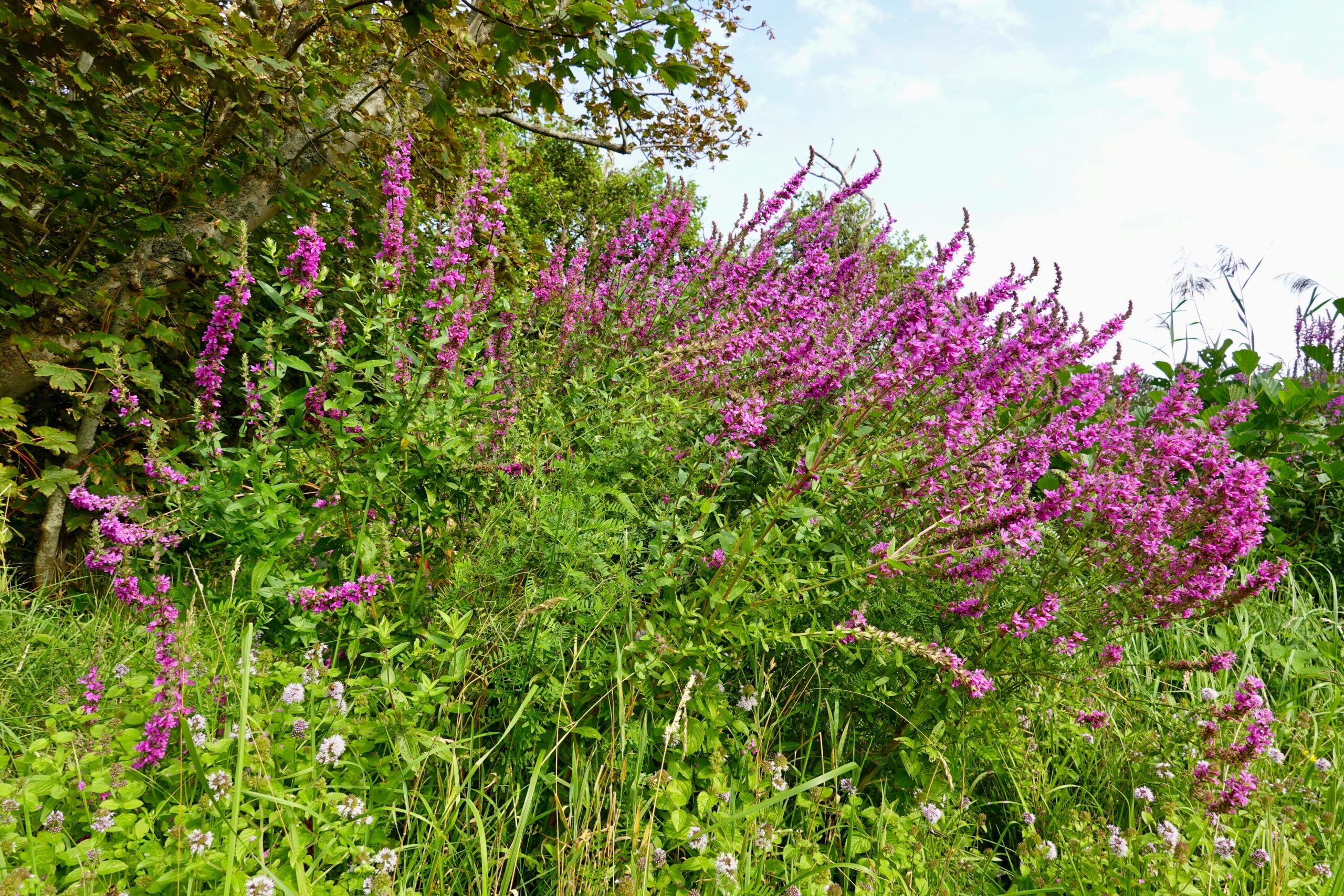 New biocontrol beetles for aggressive wetland weed – Expert Reaction