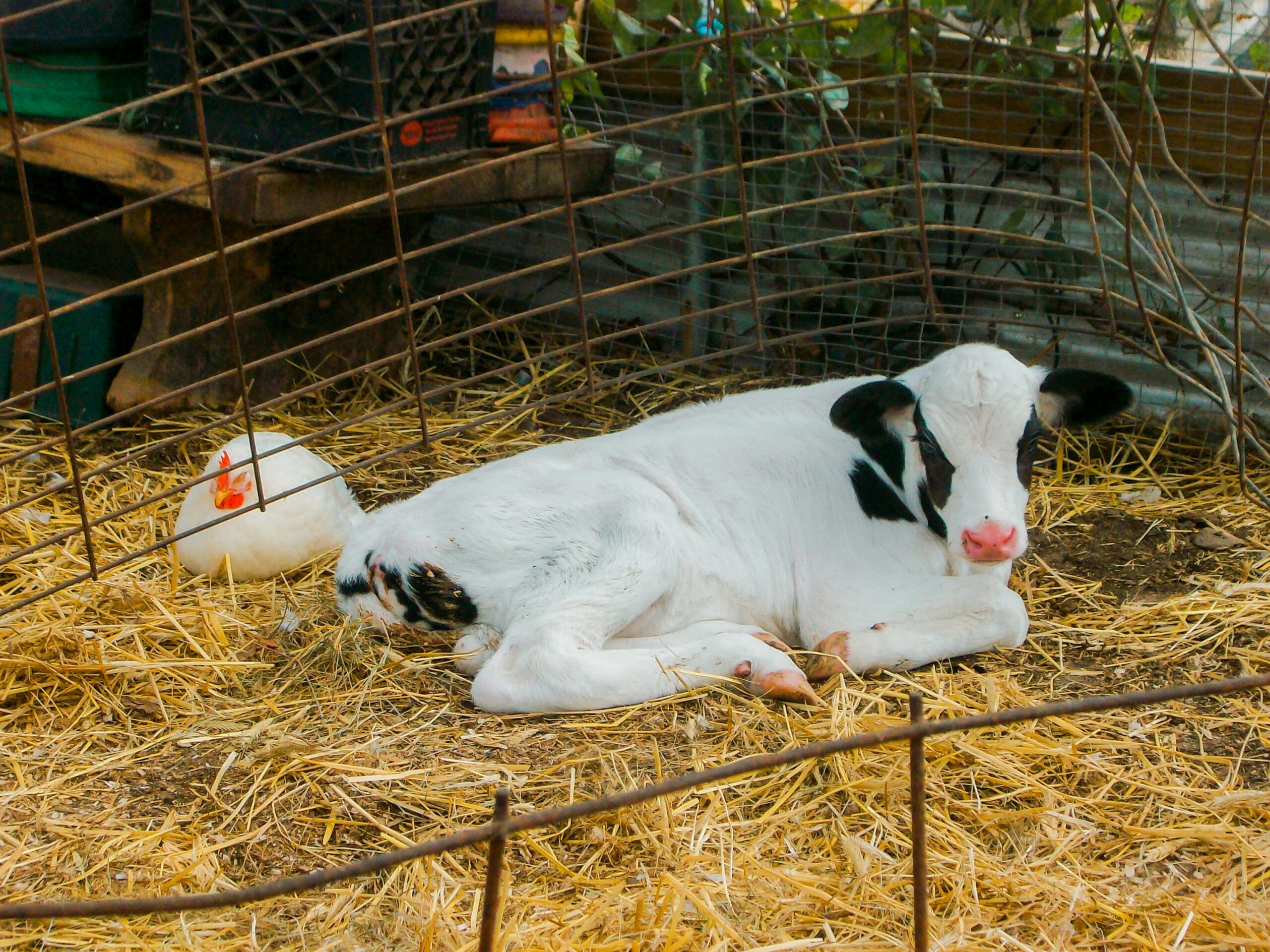 Avian influenza in US dairy cows – Expert Reaction