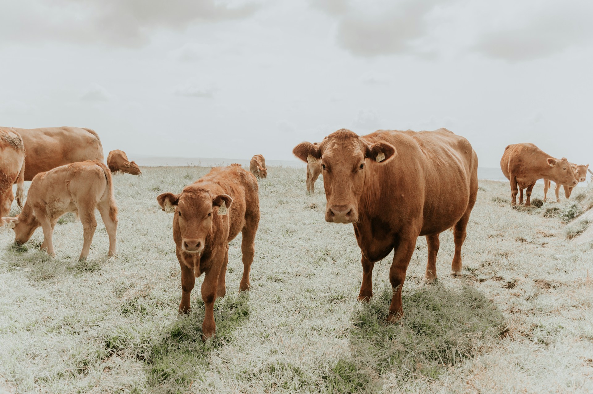 Farming to remain outside NZ’s emissions trading scheme – Expert Reaction