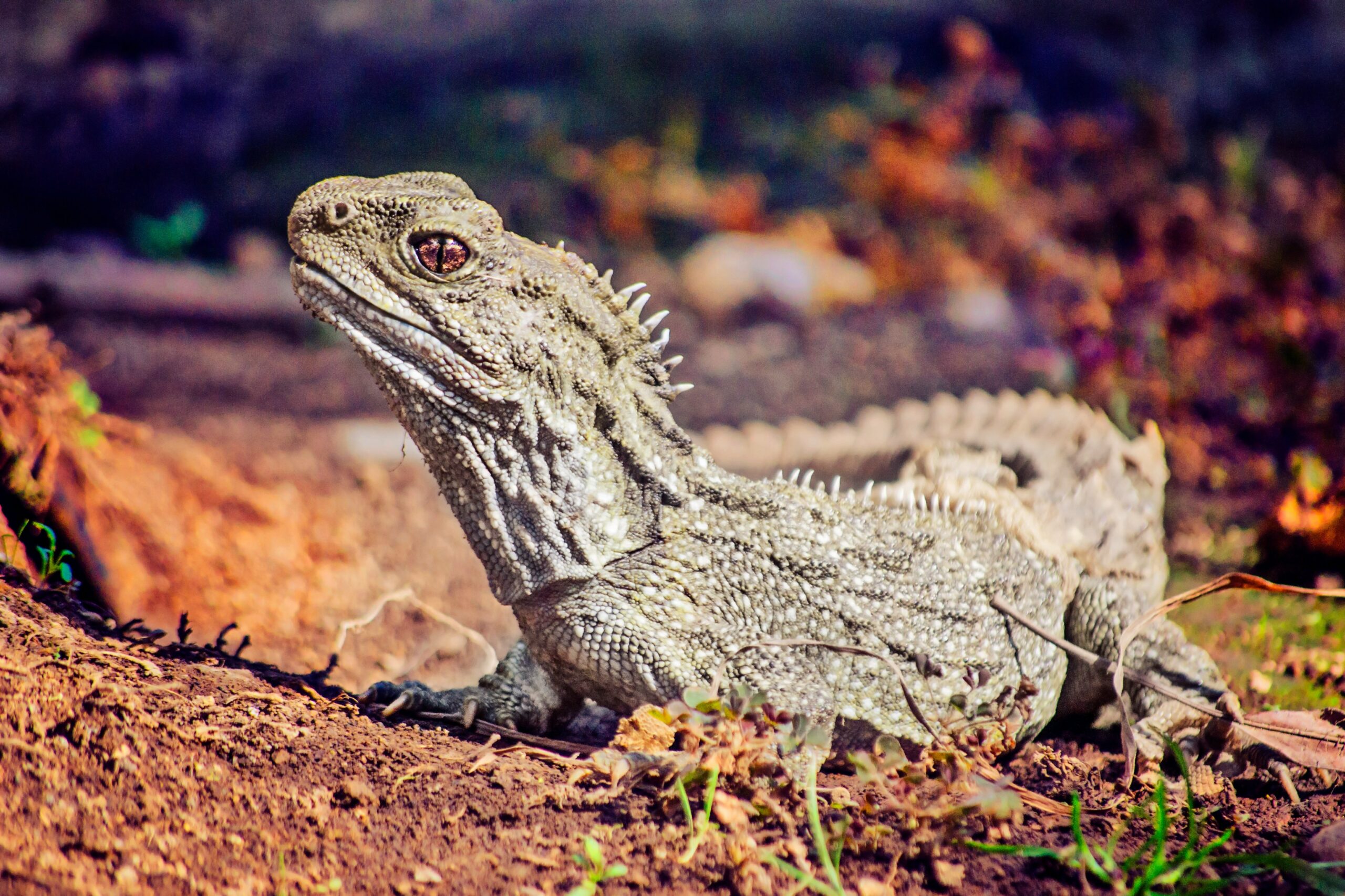 Tuatara at risk from rat poison as well as from rats – Expert Reaction