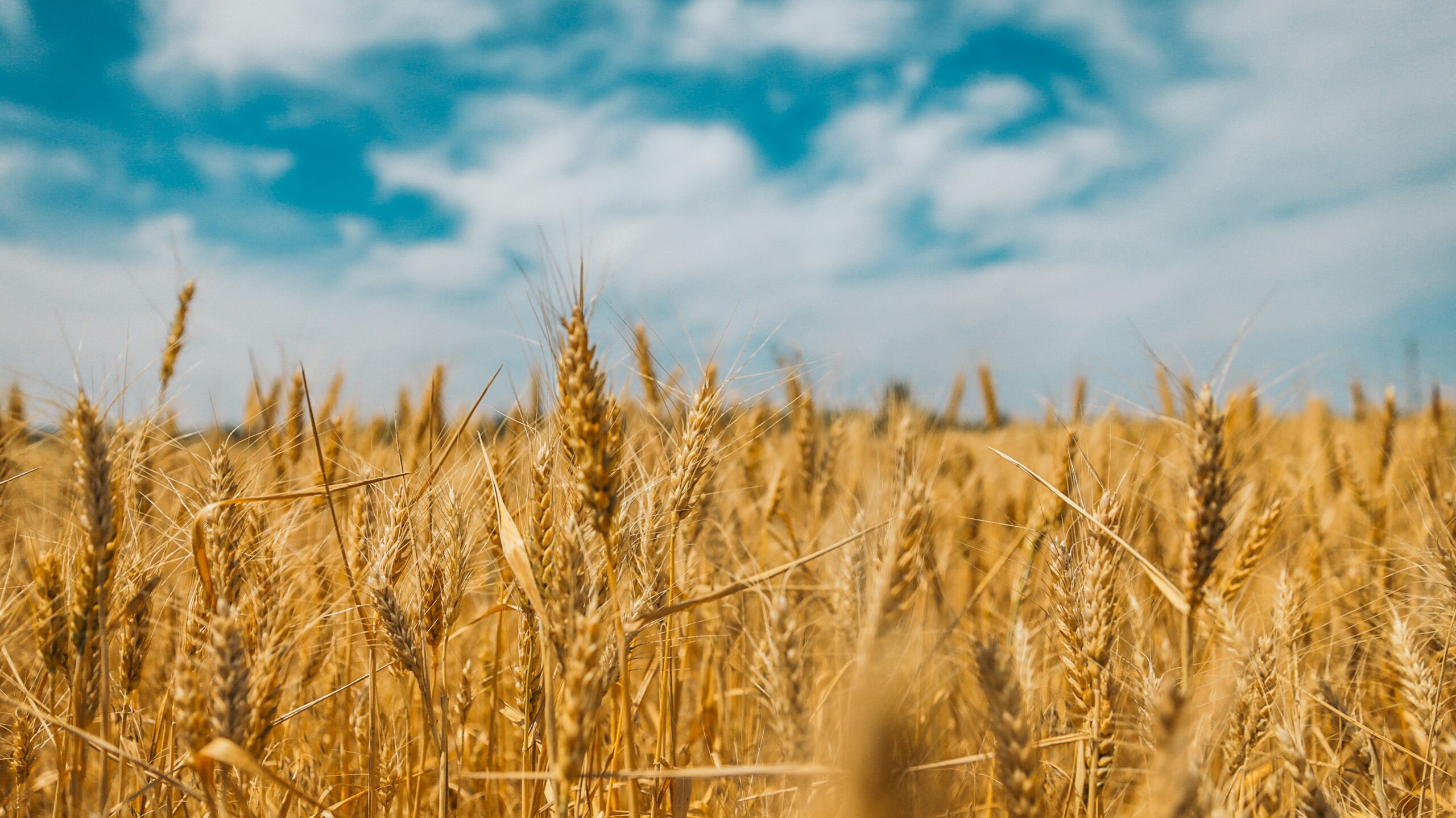 Proposed increase to glyphosate limits – Expert Reaction