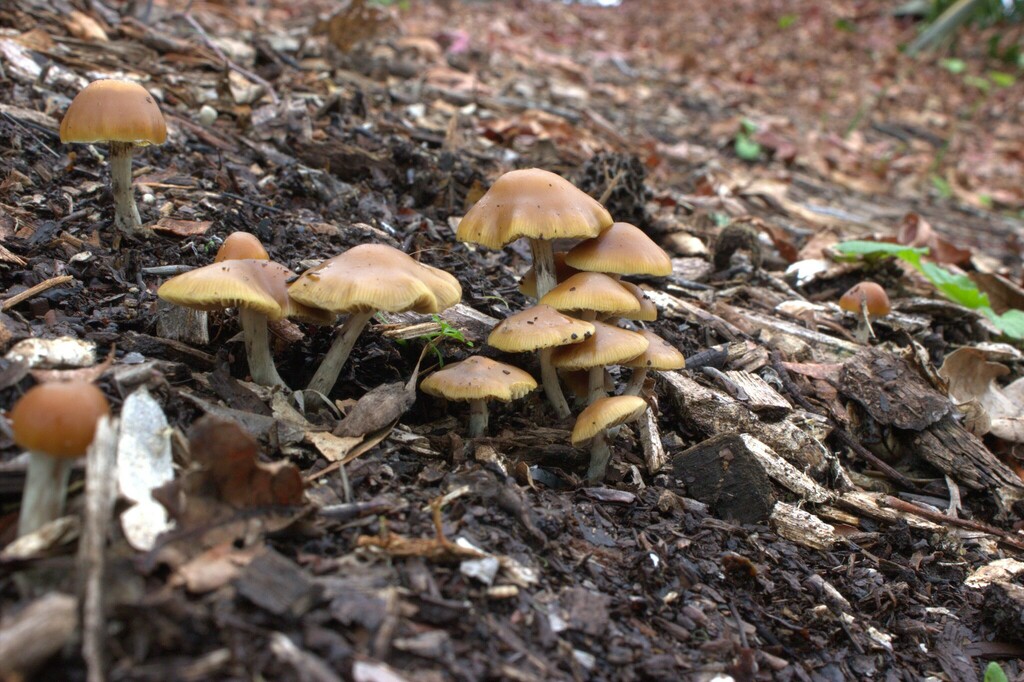 Prescription psilocybin and over-the-counter melatonin – Expert Reaction