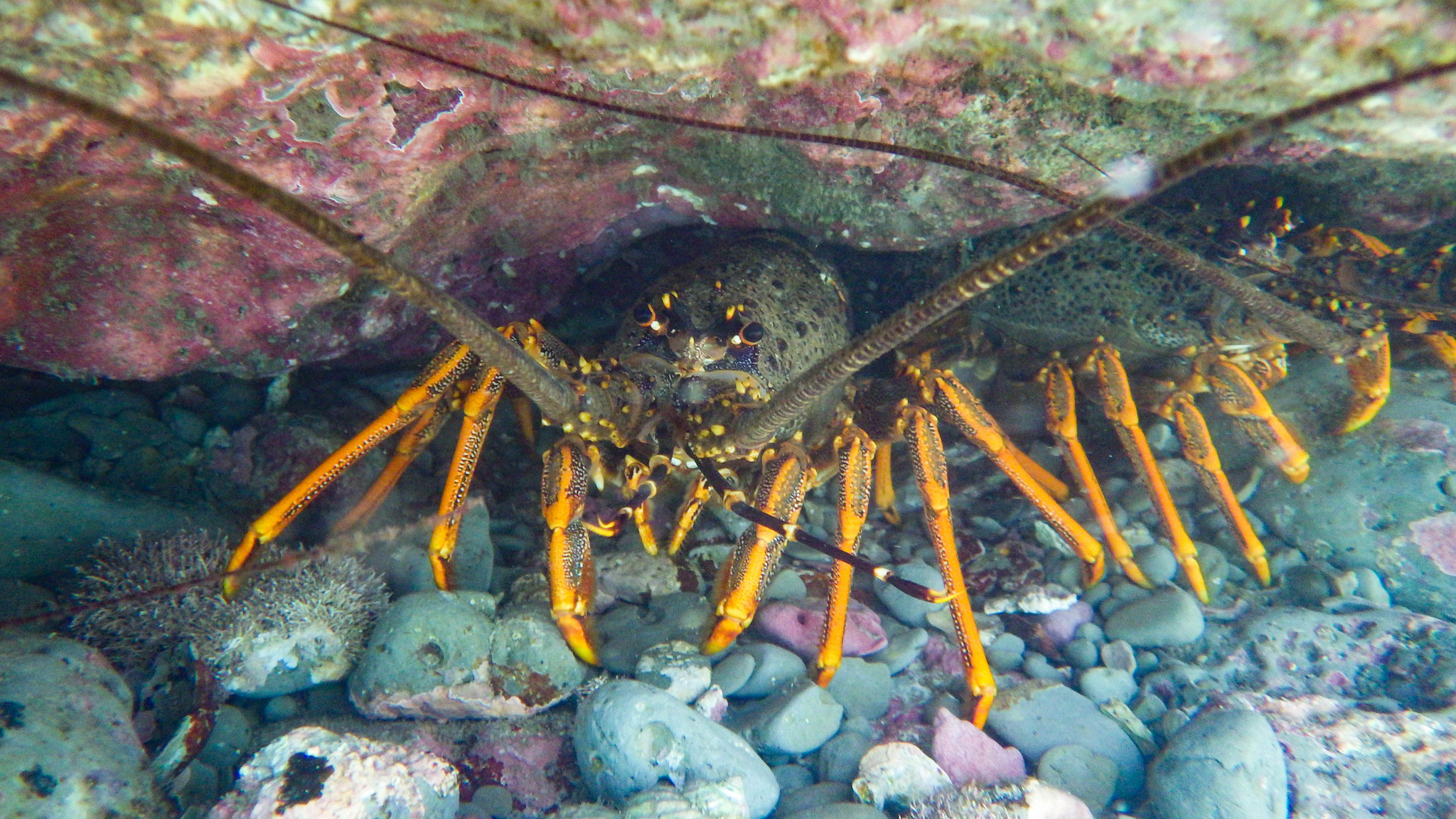 Crayfish catch ban floated to protect kelp forests – Expert Reaction