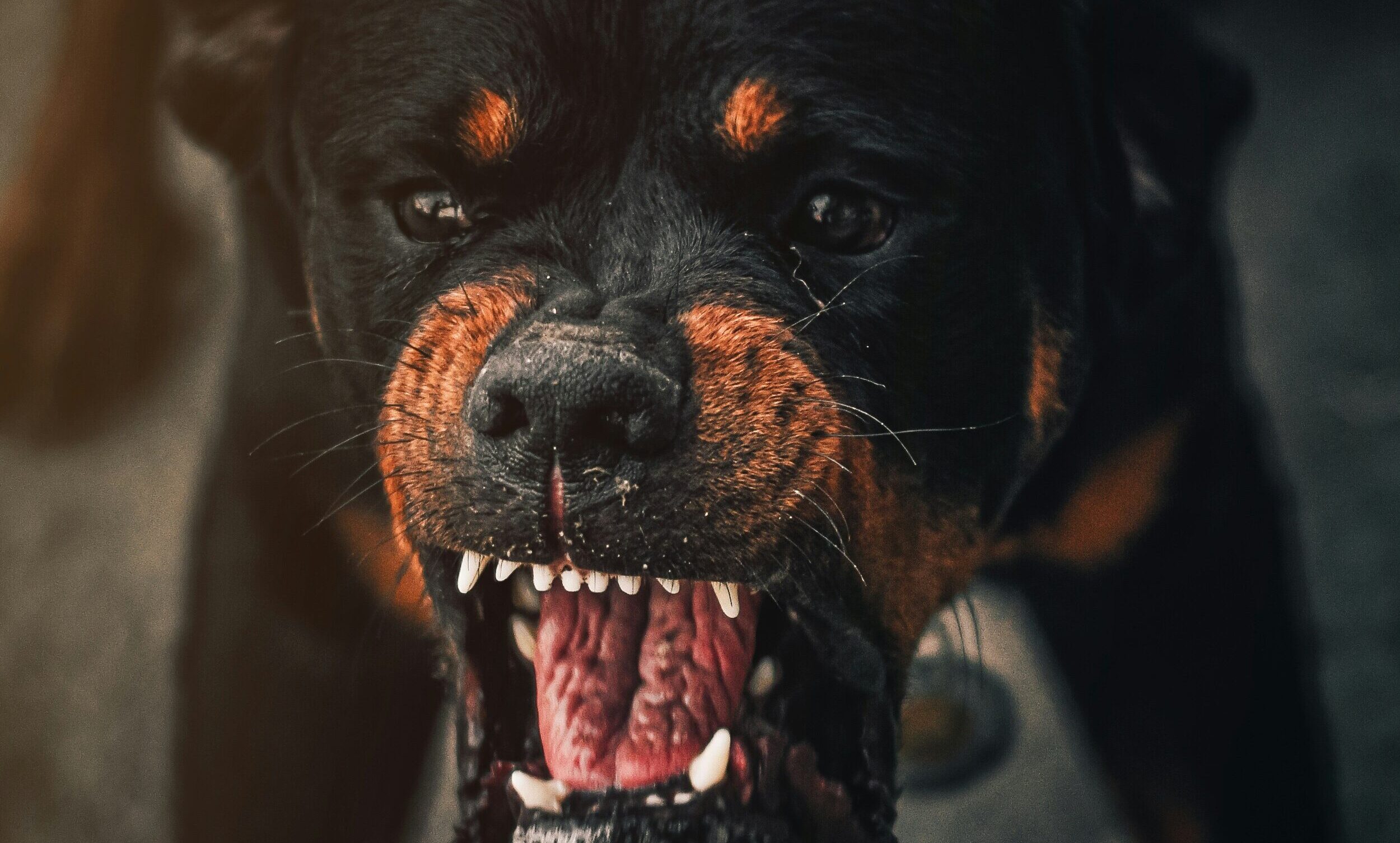 Dog attacks spark calls for change – Expert Reaction