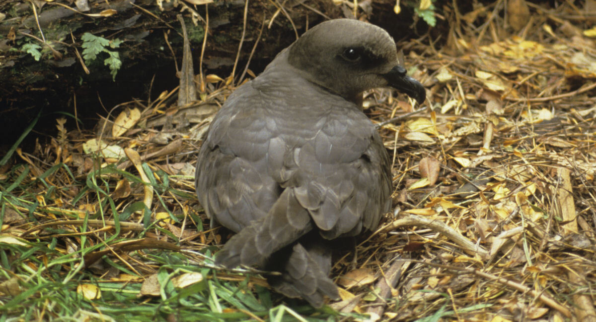 More protection for migrating animals after global meeting – Expert Reaction