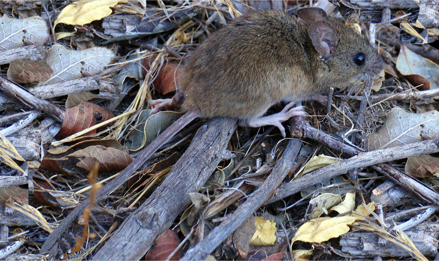 Cruise ship hantavirus cases – Expert Reaction