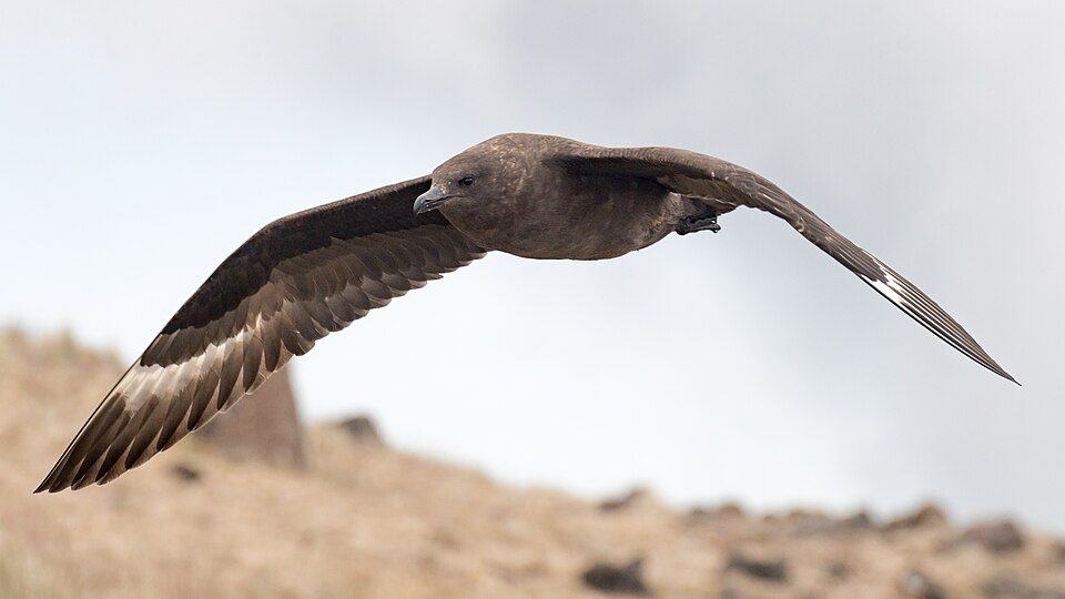 Bird flu lands in NZ – Expert Reaction