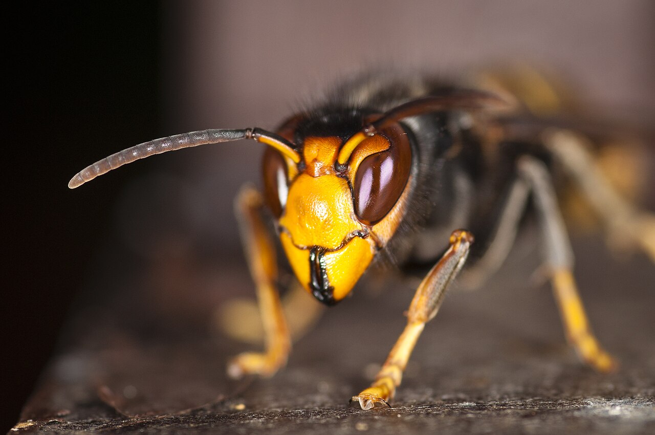 Using DNA clues to trace invasive hornets  – Expert Reaction